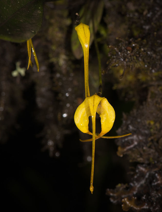 Masdevallia uncifera, La Cocha, Colombia Returning from some birding, we did a second scan for miniature orchids in the subp&aacute;ramo of La Cocha. With a flower size of 3cm, this one can be considered the &quot;giant midget&quot; of miniature orchids. It is decisively a mountain orchid, occuring between 3,000 and 4,000m.  Colombia,Colombia 2018,Colombia South,Hook-Carrying Masdevallia,La Cocha,Masdevallia uncifera,Páramo,South America