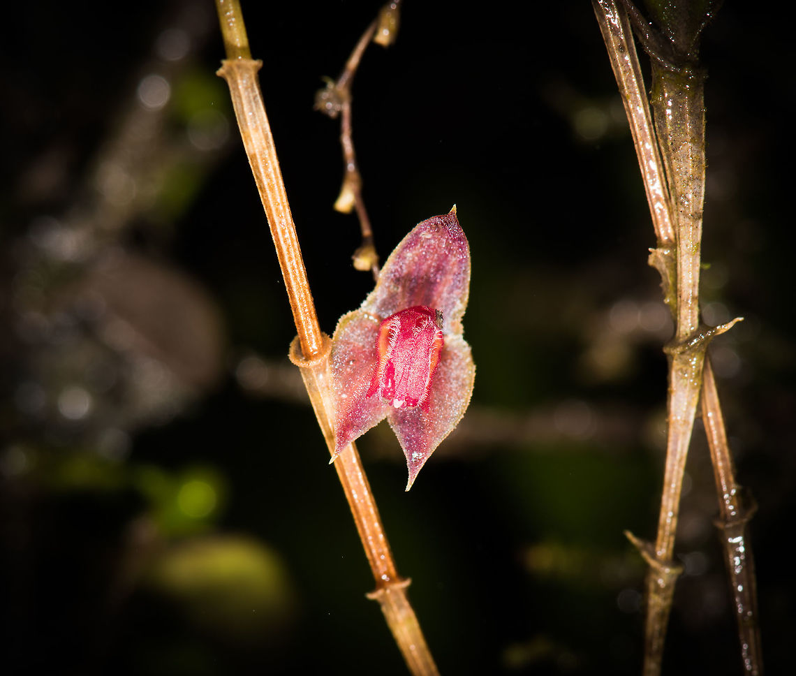 Horned Lepanthes, La Cocha, Colombia Flower size: 5mm. Found at elevations between 3,000m and 3,200m, which is exactly where we were at.<br />
<figure class="photo"><a href="https://www.jungledragon.com/image/76204/horned_lepanthes_-_full_plant_la_cocha_colombia.html" title="Horned Lepanthes - full plant, La Cocha, Colombia"><img src="https://s3.amazonaws.com/media.jungledragon.com/images/2/76204_thumb.jpg?AWSAccessKeyId=05GMT0V3GWVNE7GGM1R2&Expires=1759968010&Signature=QO2aYzZPbyrdpqmexsa8HLJqJv0%3D" width="200" height="134" alt="Horned Lepanthes - full plant, La Cocha, Colombia Flower size: 5mm. Found at elevations between 3,000m and 3,200m, which is exactly where we were at.<br />
https://www.jungledragon.com/image/76205/horned_lepanthes_la_cocha_colombia.html<br />
https://www.jungledragon.com/image/76203/horned_lepanthes_la_cocha_colombia.html Colombia,Colombia 2018,Colombia South,Horned Lepanthes,La Cocha,Lepanthes cornualis,P&aacute;ramo,South America" /></a></figure><br />
<figure class="photo"><a href="https://www.jungledragon.com/image/76205/horned_lepanthes_la_cocha_colombia.html" title="Horned Lepanthes, La Cocha, Colombia"><img src="https://s3.amazonaws.com/media.jungledragon.com/images/2/76205_thumb.jpg?AWSAccessKeyId=05GMT0V3GWVNE7GGM1R2&Expires=1759968010&Signature=lvHkDhzdVGqZDOKXK%2Fhgn2HGbfg%3D" width="102" height="152" alt="Horned Lepanthes, La Cocha, Colombia Flower size: 5mm. Found at elevations between 3,000m and 3,200m, which is exactly where we were at.<br />
https://www.jungledragon.com/image/76204/horned_lepanthes_-_full_plant_la_cocha_colombia.html<br />
https://www.jungledragon.com/image/76203/horned_lepanthes_la_cocha_colombia.html Colombia,Colombia 2018,Colombia South,Horned Lepanthes,La Cocha,Lepanthes cornualis,P&aacute;ramo,South America" /></a></figure> Colombia,Colombia 2018,Colombia South,Horned Lepanthes,La Cocha,Lepanthes cornualis,Páramo,South America