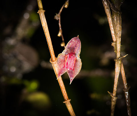 Horned Lepanthes, La Cocha, Colombia Flower size: 5mm. Found at elevations between 3,000m and 3,200m, which is exactly where we were at.
https://www.jungledragon.com/image/76204/horned_lepanthes_-_full_plant_la_cocha_colombia.html
https://www.jungledragon.com/image/76205/horned_lepanthes_la_cocha_colombia.html Colombia,Colombia 2018,Colombia South,Horned Lepanthes,La Cocha,Lepanthes cornualis,Páramo,South America