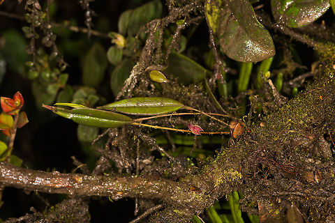 Horned Lepanthes - full plant, La Cocha, Colombia Flower size: 5mm. Found at elevations between 3,000m and 3,200m, which is exactly where we were at.
https://www.jungledragon.com/image/76205/horned_lepanthes_la_cocha_colombia.html
https://www.jungledragon.com/image/76203/horned_lepanthes_la_cocha_colombia.html Colombia,Colombia 2018,Colombia South,Horned Lepanthes,La Cocha,Lepanthes cornualis,P&aacute;ramo,South America