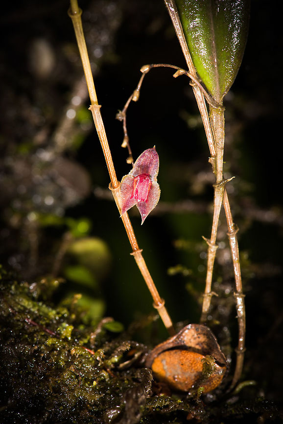 Horned Lepanthes, La Cocha, Colombia Flower size: 5mm. Found at elevations between 3,000m and 3,200m, which is exactly where we were at.<br />
<figure class="photo"><a href="https://www.jungledragon.com/image/76204/horned_lepanthes_-_full_plant_la_cocha_colombia.html" title="Horned Lepanthes - full plant, La Cocha, Colombia"><img src="https://s3.amazonaws.com/media.jungledragon.com/images/2/76204_thumb.jpg?AWSAccessKeyId=05GMT0V3GWVNE7GGM1R2&Expires=1763596810&Signature=1P72bxoyGAc4jAbr9DrsA7FcIeE%3D" width="200" height="134" alt="Horned Lepanthes - full plant, La Cocha, Colombia Flower size: 5mm. Found at elevations between 3,000m and 3,200m, which is exactly where we were at.<br />
https://www.jungledragon.com/image/76205/horned_lepanthes_la_cocha_colombia.html<br />
https://www.jungledragon.com/image/76203/horned_lepanthes_la_cocha_colombia.html Colombia,Colombia 2018,Colombia South,Horned Lepanthes,La Cocha,Lepanthes cornualis,P&aacute;ramo,South America" /></a></figure><br />
<figure class="photo"><a href="https://www.jungledragon.com/image/76203/horned_lepanthes_la_cocha_colombia.html" title="Horned Lepanthes, La Cocha, Colombia"><img src="https://s3.amazonaws.com/media.jungledragon.com/images/2/76203_thumb.jpg?AWSAccessKeyId=05GMT0V3GWVNE7GGM1R2&Expires=1763596810&Signature=%2B1CkQqZJTKBVJp57VdvgRst3cPw%3D" width="200" height="170" alt="Horned Lepanthes, La Cocha, Colombia Flower size: 5mm. Found at elevations between 3,000m and 3,200m, which is exactly where we were at.<br />
https://www.jungledragon.com/image/76204/horned_lepanthes_-_full_plant_la_cocha_colombia.html<br />
https://www.jungledragon.com/image/76205/horned_lepanthes_la_cocha_colombia.html Colombia,Colombia 2018,Colombia South,Horned Lepanthes,La Cocha,Lepanthes cornualis,P&aacute;ramo,South America" /></a></figure> Colombia,Colombia 2018,Colombia South,Horned Lepanthes,La Cocha,Lepanthes cornualis,Páramo,South America
