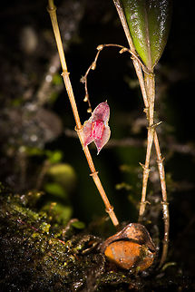 Horned Lepanthes, La Cocha, Colombia Flower size: 5mm. Found at elevations between 3,000m and 3,200m, which is exactly where we were at.
https://www.jungledragon.com/image/76204/horned_lepanthes_-_full_plant_la_cocha_colombia.html
https://www.jungledragon.com/image/76203/horned_lepanthes_la_cocha_colombia.html Colombia,Colombia 2018,Colombia South,Horned Lepanthes,La Cocha,Lepanthes cornualis,P&aacute;ramo,South America