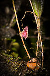 Horned Lepanthes, La Cocha, Colombia Flower size: 5mm. Found at elevations between 3,000m and 3,200m, which is exactly where we were at.<br />
https://www.jungledragon.com/image/76204/horned_lepanthes_-_full_plant_la_cocha_colombia.html<br />
https://www.jungledragon.com/image/76203/horned_lepanthes_la_cocha_colombia.html Colombia,Colombia 2018,Colombia South,Horned Lepanthes,La Cocha,Lepanthes cornualis,P&aacute;ramo,South America