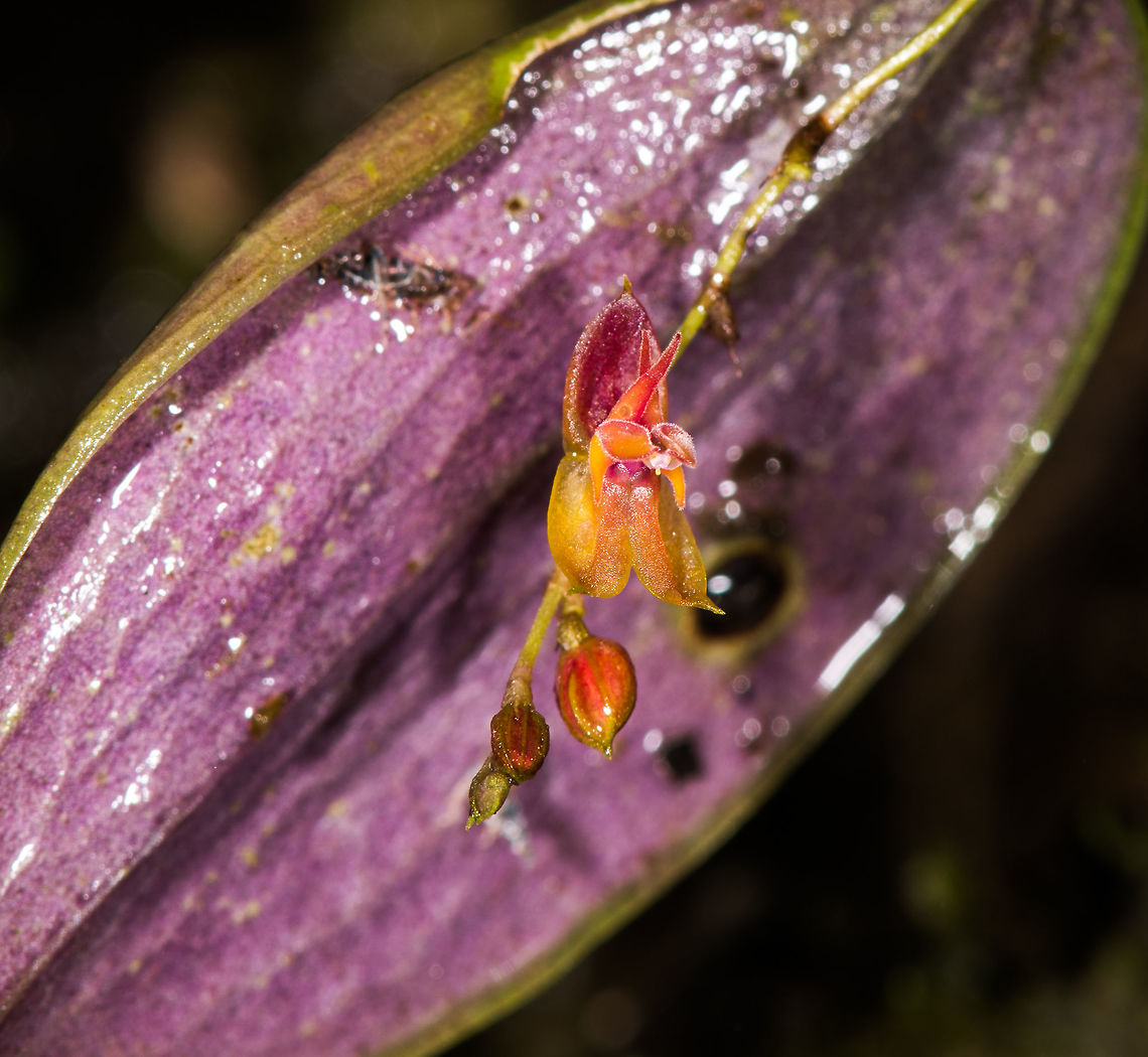 Lepanthes oxypetala, La Cocha, Colombia 2nd day in a row that we found this species, this time photographed in front of the beautiful purple back-side of the leaf.<br />
<figure class="photo"><a href="https://www.jungledragon.com/image/76208/lepanthes_oxypetala_-_plant_la_cocha_colombia.html" title="Lepanthes oxypetala - plant, La Cocha, Colombia"><img src="https://s3.amazonaws.com/media.jungledragon.com/images/2/76208_thumb.jpg?AWSAccessKeyId=05GMT0V3GWVNE7GGM1R2&Expires=1770854410&Signature=sIkp2R3FWsJTA9cNaiw1h2WkCMg%3D" width="138" height="152" alt="Lepanthes oxypetala - plant, La Cocha, Colombia 2nd day in a row that we found this species, this time photographed in front of the beautiful purple back-side of the leaf.<br />
https://www.jungledragon.com/image/76206/lepanthes_oxypetala_la_cocha_colombia.html<br />
https://www.jungledragon.com/image/76207/lepanthes_oxypetala_-_closeup_la_cocha_colombia.html<br />
Observation the day before:<br />
<br />
https://www.jungledragon.com/image/75808/lepanthes_oxypetala_la_cocha_colombia.html Colombia,Colombia 2018,Colombia South,La Cocha,Lepanthes oxypetala,Long-Pointed Petals Lepanthes,P&aacute;ramo,South America" /></a></figure><br />
<figure class="photo"><a href="https://www.jungledragon.com/image/76207/lepanthes_oxypetala_-_closeup_la_cocha_colombia.html" title="Lepanthes oxypetala - closeup, La Cocha, Colombia"><img src="https://s3.amazonaws.com/media.jungledragon.com/images/2/76207_thumb.jpg?AWSAccessKeyId=05GMT0V3GWVNE7GGM1R2&Expires=1770854410&Signature=%2BiRBtWiWU70DUv5c8lfDZ9mF%2FUs%3D" width="102" height="152" alt="Lepanthes oxypetala - closeup, La Cocha, Colombia 2nd day in a row that we found this species, this time photographed in front of the beautiful purple back-side of the leaf.<br />
https://www.jungledragon.com/image/76208/lepanthes_oxypetala_-_plant_la_cocha_colombia.html<br />
https://www.jungledragon.com/image/76206/lepanthes_oxypetala_la_cocha_colombia.html<br />
Observation the day before:<br />
<br />
https://www.jungledragon.com/image/75808/lepanthes_oxypetala_la_cocha_colombia.html Colombia,Colombia 2018,Colombia South,La Cocha,Lepanthes oxypetala,Long-Pointed Petals Lepanthes,P&aacute;ramo,South America" /></a></figure><br />
Observation the day before:<br />
<br />
<figure class="photo"><a href="https://www.jungledragon.com/image/75808/lepanthes_oxypetala_la_cocha_colombia.html" title="Lepanthes oxypetala, La Cocha, Colombia"><img src="https://s3.amazonaws.com/media.jungledragon.com/images/2/75808_thumb.jpg?AWSAccessKeyId=05GMT0V3GWVNE7GGM1R2&Expires=1770854410&Signature=guCrCVuSwNdJXwPL5P0s9hWoB90%3D" width="200" height="200" alt="Lepanthes oxypetala, La Cocha, Colombia A new and first day at a new site: La Cocha, situated at around 3000m asl, but we would sometimes go higher. On this cold morning, we started with a brief search for some very obscure orchid species. I'm removing the geotag because of poachers. The total flower size of this one is 3mm.<br />
https://www.jungledragon.com/image/75814/lepanthes_oxypetala_-_highlight_la_cocha_colombia.html<br />
https://www.jungledragon.com/image/75815/lepanthes_oxypetala_-_closeup_la_cocha_colombia.html Colombia,Colombia 2018,Colombia South,Fall,Geotagged,La Cocha,Lepanthes oxypetala,Long-Pointed Petals Lepanthes,Nari&ntilde;o,South America,World" /></a></figure> Colombia,Colombia 2018,Colombia South,La Cocha,Lepanthes oxypetala,Long-Pointed Petals Lepanthes,P&aacute;ramo,South America