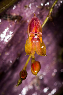 Lepanthes oxypetala - closeup, La Cocha, Colombia 2nd day in a row that we found this species, this time photographed in front of the beautiful purple back-side of the leaf.
https://www.jungledragon.com/image/76208/lepanthes_oxypetala_-_plant_la_cocha_colombia.html
https://www.jungledragon.com/image/76206/lepanthes_oxypetala_la_cocha_colombia.html
Observation the day before:

https://www.jungledragon.com/image/75808/lepanthes_oxypetala_la_cocha_colombia.html Colombia,Colombia 2018,Colombia South,La Cocha,Lepanthes oxypetala,Long-Pointed Petals Lepanthes,P&aacute;ramo,South America