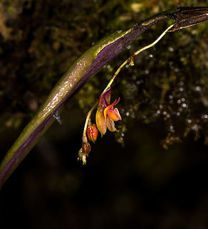 Lepanthes oxypetala - plant, La Cocha, Colombia 2nd day in a row that we found this species, this time photographed in front of the beautiful purple back-side of the leaf.
https://www.jungledragon.com/image/76206/lepanthes_oxypetala_la_cocha_colombia.html
https://www.jungledragon.com/image/76207/lepanthes_oxypetala_-_closeup_la_cocha_colombia.html
Observation the day before:

https://www.jungledragon.com/image/75808/lepanthes_oxypetala_la_cocha_colombia.html Colombia,Colombia 2018,Colombia South,La Cocha,Lepanthes oxypetala,Long-Pointed Petals Lepanthes,P&aacute;ramo,South America