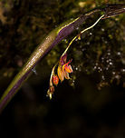 Lepanthes oxypetala - plant, La Cocha, Colombia 2nd day in a row that we found this species, this time photographed in front of the beautiful purple back-side of the leaf.<br />
https://www.jungledragon.com/image/76206/lepanthes_oxypetala_la_cocha_colombia.html<br />
https://www.jungledragon.com/image/76207/lepanthes_oxypetala_-_closeup_la_cocha_colombia.html<br />
Observation the day before:<br />
<br />
https://www.jungledragon.com/image/75808/lepanthes_oxypetala_la_cocha_colombia.html Colombia,Colombia 2018,Colombia South,La Cocha,Lepanthes oxypetala,Long-Pointed Petals Lepanthes,P&aacute;ramo,South America
