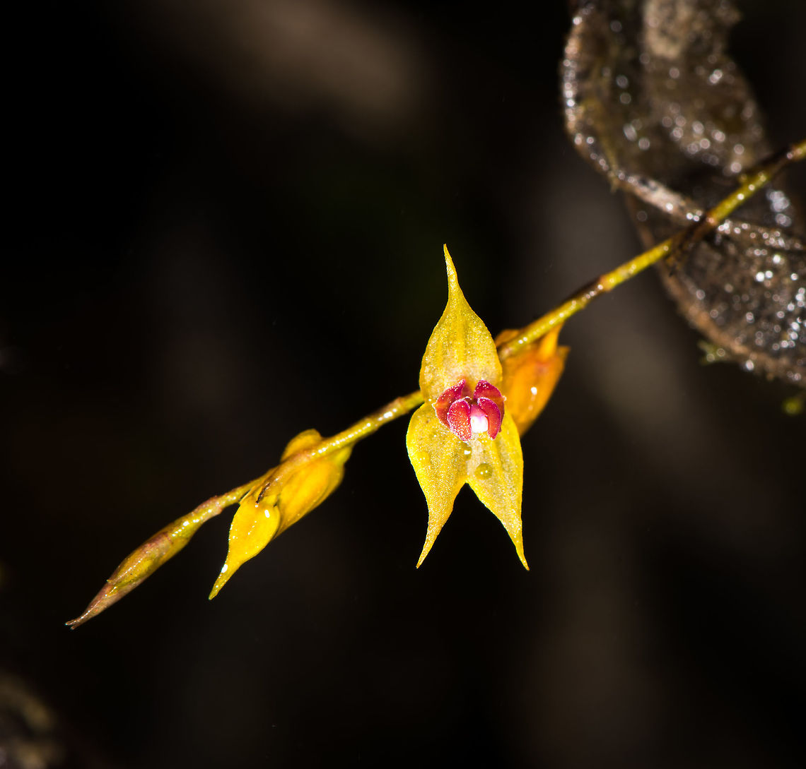 Lepanthes biloba - closeup, La Cocha, Colombia Looks different in color compared to my earlier observation, but I suppose this is a variable species.<br />
<figure class="photo"><a href="https://www.jungledragon.com/image/76210/lepanthes_biloba_la_cocha_colombia.html" title="Lepanthes biloba, La Cocha, Colombia"><img src="https://s3.amazonaws.com/media.jungledragon.com/images/2/76210_thumb.jpg?AWSAccessKeyId=05GMT0V3GWVNE7GGM1R2&Expires=1759968010&Signature=H1YUWqvHnKeO1tVx5UOiiiU20z4%3D" width="200" height="134" alt="Lepanthes biloba, La Cocha, Colombia Looks different in color compared to my earlier observation, but I suppose this is a variable species.<br />
https://www.jungledragon.com/image/76209/lepanthes_biloba_-_closeup_la_cocha_colombia.html Colombia,Colombia 2018,Colombia South,La Cocha,Lepanthes biloba,P&aacute;ramo,South America,The Two Lobed Lepanthes" /></a></figure> Colombia,Colombia 2018,Colombia South,La Cocha,Lepanthes biloba,Páramo,South America,The Two Lobed Lepanthes