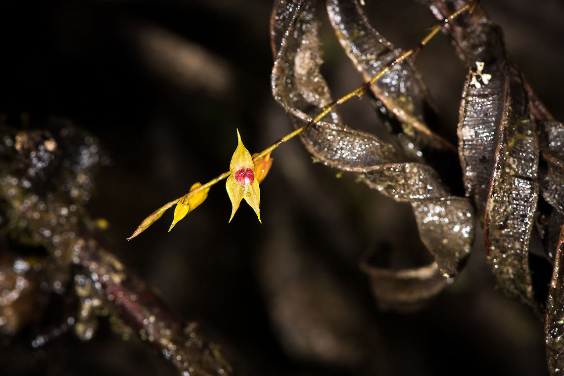 Lepanthes biloba, La Cocha, Colombia Looks different in color compared to my earlier observation, but I suppose this is a variable species.<br />
<figure class="photo"><a href="https://www.jungledragon.com/image/76209/lepanthes_biloba_-_closeup_la_cocha_colombia.html" title="Lepanthes biloba - closeup, La Cocha, Colombia"><img src="https://s3.amazonaws.com/media.jungledragon.com/images/2/76209_thumb.jpg?AWSAccessKeyId=05GMT0V3GWVNE7GGM1R2&Expires=1759968010&Signature=3EVGFguxCaOgvUEVN1JsoNo69mY%3D" width="200" height="192" alt="Lepanthes biloba - closeup, La Cocha, Colombia Looks different in color compared to my earlier observation, but I suppose this is a variable species.<br />
https://www.jungledragon.com/image/76210/lepanthes_biloba_la_cocha_colombia.html Colombia,Colombia 2018,Colombia South,La Cocha,Lepanthes biloba,P&aacute;ramo,South America,The Two Lobed Lepanthes" /></a></figure> Colombia,Colombia 2018,Colombia South,La Cocha,Lepanthes biloba,Páramo,South America,The Two Lobed Lepanthes