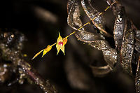 Lepanthes biloba, La Cocha, Colombia Looks different in color compared to my earlier observation, but I suppose this is a variable species.<br />
https://www.jungledragon.com/image/76209/lepanthes_biloba_-_closeup_la_cocha_colombia.html Colombia,Colombia 2018,Colombia South,La Cocha,Lepanthes biloba,P&aacute;ramo,South America,The Two Lobed Lepanthes