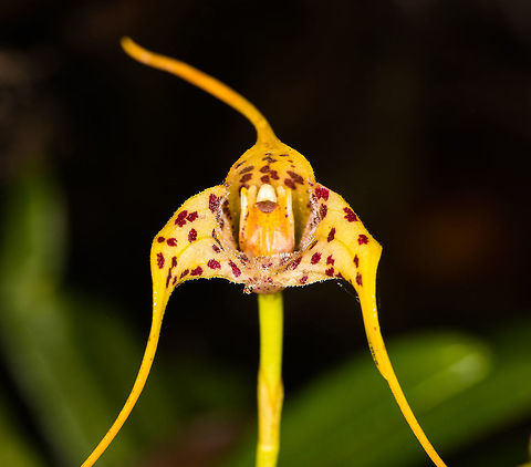 Masdevallia laevis - flower closeup, La Cocha, Colombia Flower size: 2cm. Growing from 2900m to 3900m on scrub trees.
https://www.jungledragon.com/image/76212/masdevallia_laevis_la_cocha_colombia.html Colombia,Colombia 2018,Colombia South,La Cocha,Masdevallia laevis,Páramo,South America