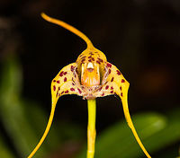 Masdevallia laevis - flower closeup, La Cocha, Colombia Flower size: 2cm. Growing from 2900m to 3900m on scrub trees.<br />
https://www.jungledragon.com/image/76212/masdevallia_laevis_la_cocha_colombia.html Colombia,Colombia 2018,Colombia South,La Cocha,Masdevallia laevis,P&aacute;ramo,South America