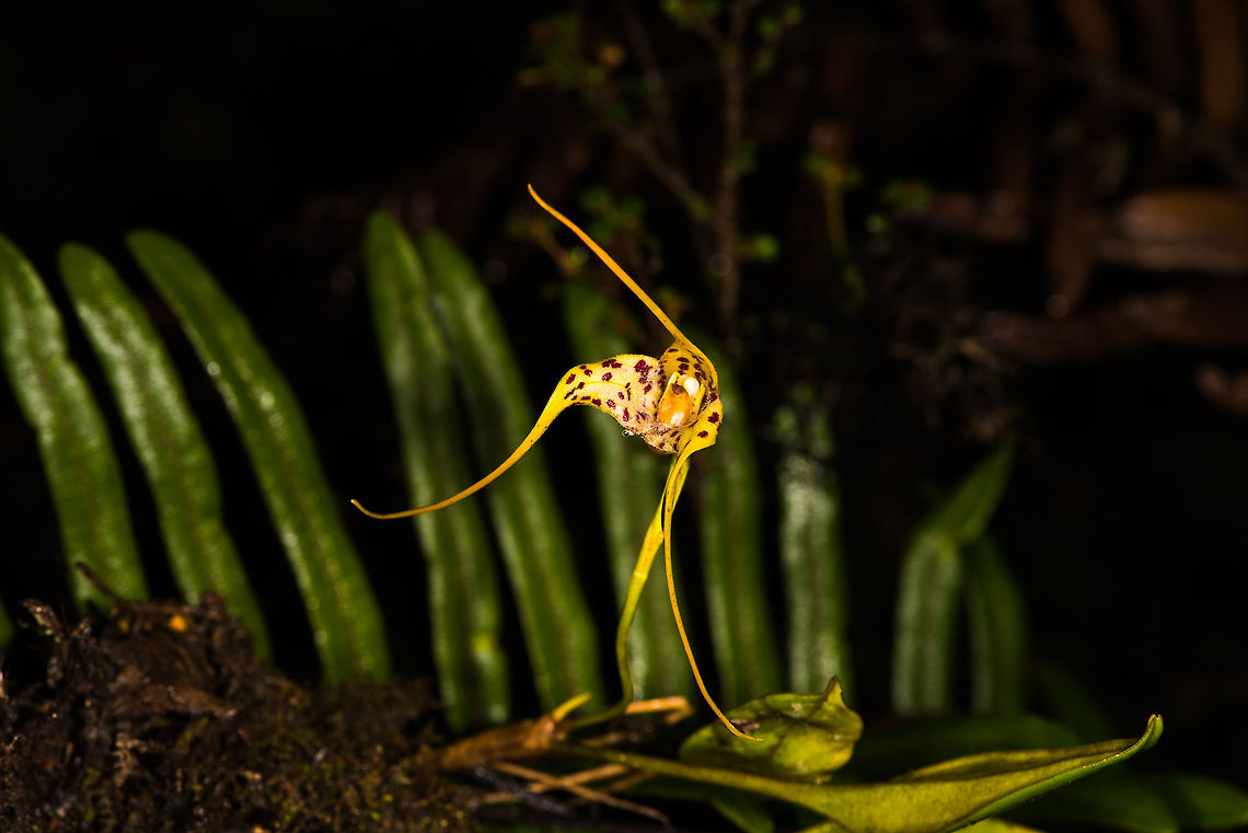 Masdevallia laevis, La Cocha, Colombia Flower size: 2cm. Growing from 2900m to 3900m on scrub trees.<br />
<figure class="photo"><a href="https://www.jungledragon.com/image/76211/masdevallia_laevis_-_flower_closeup_la_cocha_colombia.html" title="Masdevallia laevis - flower closeup, La Cocha, Colombia"><img src="https://s3.amazonaws.com/media.jungledragon.com/images/2/76211_thumb.jpg?AWSAccessKeyId=05GMT0V3GWVNE7GGM1R2&Expires=1759968010&Signature=4fjpX2dMIL2bDFXeKwNLbclw2J0%3D" width="200" height="176" alt="Masdevallia laevis - flower closeup, La Cocha, Colombia Flower size: 2cm. Growing from 2900m to 3900m on scrub trees.<br />
https://www.jungledragon.com/image/76212/masdevallia_laevis_la_cocha_colombia.html Colombia,Colombia 2018,Colombia South,La Cocha,Masdevallia laevis,P&aacute;ramo,South America" /></a></figure> Colombia,Colombia 2018,Colombia South,La Cocha,Masdevallia laevis,Páramo,South America