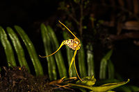 Masdevallia laevis, La Cocha, Colombia Flower size: 2cm. Growing from 2900m to 3900m on scrub trees.<br />
https://www.jungledragon.com/image/76211/masdevallia_laevis_-_flower_closeup_la_cocha_colombia.html Colombia,Colombia 2018,Colombia South,La Cocha,Masdevallia laevis,P&aacute;ramo,South America