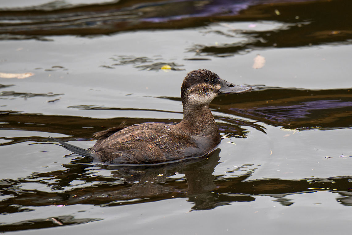 Andean Ruddy Duck (spp rubida) female, La Cocha, Colombia Taken whilst starting our boat trip on the La Cocha Lagoon. This is the female of the species (the male is highly distinctive because of its bright blue bill) as indicated by the brown feathers and white stripe in the neck. Another characteristic typical for the genus is the stiff tail.<br />
<br />
I've created a subspecies in this case as the North American counterpart (Oxyura jamaicensis jamaicensis) is distinct in range. Some still consider the subspecies on this photo (spp. rubida) to be a separate species: Andean duck (Oxyura ferruginea).<br />
<figure class="photo"><a href="https://www.jungledragon.com/image/76220/andean_ruddy_duck_spp_rubida_youngster_la_cocha_colombia.html" title="Andean Ruddy Duck (spp rubida) youngster, La Cocha, Colombia"><img src="https://s3.amazonaws.com/media.jungledragon.com/images/2/76220_thumb.jpg?AWSAccessKeyId=05GMT0V3GWVNE7GGM1R2&Expires=1759968010&Signature=mDv2qE0gWXufPMQqD4YMAf%2B5Jmw%3D" width="200" height="134" alt="Andean Ruddy Duck (spp rubida) youngster, La Cocha, Colombia Taken whilst starting our boat trip on the La Cocha Lagoon. This is the female of the species (the male is highly distinctive because of its bright blue bill) as indicated by the brown feathers and white stripe in the neck. Another characteristic typical for the genus is the stiff tail.<br />
<br />
I've created a subspecies in this case as the North American counterpart (Oxyura jamaicensis jamaicensis) is distinct in range. Some still consider the subspecies on this photo (spp. rubida) to be a separate species: Andean duck (Oxyura ferruginea).<br />
https://www.jungledragon.com/image/76218/andean_ruddy_duck_spp_rubida_female_la_cocha_colombia.html Colombia,Colombia 2018,Colombia South,Fall,Geotagged,La Cocha,Oxyura jamaicensis rubida,South America" /></a></figure><br />
<figure class="photo"><a href="https://www.jungledragon.com/image/76238/andean_ruddy_duck_spp_rubida_male_la_cocha_colombia.html" title="Andean Ruddy Duck (spp rubida) male, La Cocha, Colombia"><img src="https://s3.amazonaws.com/media.jungledragon.com/images/2/76238_thumb.jpg?AWSAccessKeyId=05GMT0V3GWVNE7GGM1R2&Expires=1759968010&Signature=iIWZbzrKU2KGU1p%2BlzuCjHVenqY%3D" width="200" height="134" alt="Andean Ruddy Duck (spp rubida) male, La Cocha, Colombia The unmistakable male of this species, characterized by its bright blue bill and warm brown feathers. Note the stiff tail, "stiff-tails" is the common name for ducks in this genus. Female and young:<br />
https://www.jungledragon.com/image/76218/andean_ruddy_duck_spp_rubida_female_la_cocha_colombia.html<br />
This concludes our 1.5 day visit to La Cocha. To sum it up:<br />
- Some "value" birds (meaning not a lot of them but those you do find are great)<br />
- Our first ever visit to the Páramo eco system, a world in its own<br />
- A great place for orchids, again not in great numbers, but beautiful nevertheless<br />
- Cold, misty conditions, challenging for photography<br />
<br />
Regrets: not spending an extra day capturing the amazing Páramo plants, fungi/lichens.<br />
<br />
In the afternoon, we descended from this altitude downwards to the town of Pasto, to stay for the night. Next in the set will be La Planada Nature Reserve, a high altitude jungle. Colombia,Colombia 2018,Colombia South,Fall,Geotagged,La Cocha,Oxyura jamaicensis rubida,Páramo,South America" /></a></figure> Colombia,Colombia 2018,Colombia South,La Cocha,Oxyura jamaicensis rubida,South America