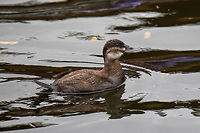 Andean Ruddy Duck (spp rubida) female, La Cocha, Colombia Taken whilst starting our boat trip on the La Cocha Lagoon. This is the female of the species (the male is highly distinctive because of its bright blue bill) as indicated by the brown feathers and white stripe in the neck. Another characteristic typical for the genus is the stiff tail.<br />
<br />
I've created a subspecies in this case as the North American counterpart (Oxyura jamaicensis jamaicensis) is distinct in range. Some still consider the subspecies on this photo (spp. rubida) to be a separate species: Andean duck (Oxyura ferruginea).<br />
https://www.jungledragon.com/image/76220/andean_ruddy_duck_spp_rubida_youngster_la_cocha_colombia.html<br />
https://www.jungledragon.com/image/76238/andean_ruddy_duck_spp_rubida_male_la_cocha_colombia.html Colombia,Colombia 2018,Colombia South,La Cocha,Oxyura jamaicensis rubida,South America