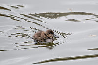 Andean Ruddy Duck (spp rubida) youngster, La Cocha, Colombia Taken whilst starting our boat trip on the La Cocha Lagoon. This is the female of the species (the male is highly distinctive because of its bright blue bill) as indicated by the brown feathers and white stripe in the neck. Another characteristic typical for the genus is the stiff tail.<br />
<br />
I've created a subspecies in this case as the North American counterpart (Oxyura jamaicensis jamaicensis) is distinct in range. Some still consider the subspecies on this photo (spp. rubida) to be a separate species: Andean duck (Oxyura ferruginea).<br />
https://www.jungledragon.com/image/76218/andean_ruddy_duck_spp_rubida_female_la_cocha_colombia.html Colombia,Colombia 2018,Colombia South,Fall,Geotagged,La Cocha,Oxyura jamaicensis rubida,South America