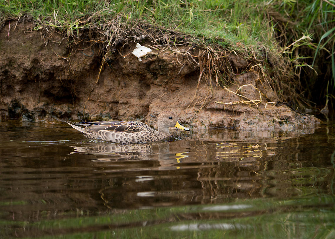 Yellow-billed pintail - port, La Cocha, Colombia Swimming by as we entered the boat to take a tour at the La Cocha lake. Anas georgica,Colombia,Colombia 2018,Colombia South,Fall,Geotagged,La Cocha,South America,Yellow-billed pintail