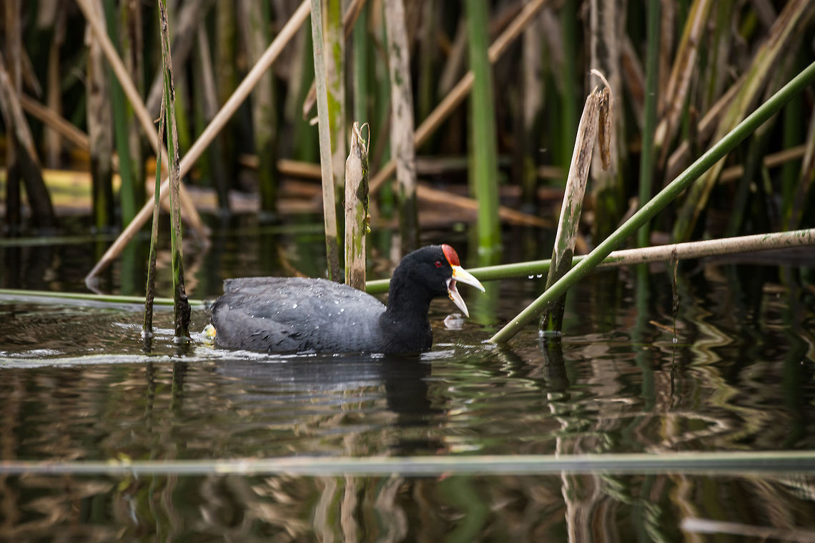 Andean Coot, La Cocha, Colombia Within Colombia, only found in the far south between 2000m and 3500m. The colors on the bill and shield (red part) are highly variable, there's lots of combinations of red, yellow and white. Yellow variety adult (and young) found on the same lake:<br />
<figure class="photo"><a href="https://www.jungledragon.com/image/76225/andean_coot_-_adult_feeding_youngster_la_cocha_colombia.html" title="Andean Coot - adult feeding youngster, La Cocha, Colombia"><img src="https://s3.amazonaws.com/media.jungledragon.com/images/2/76225_thumb.jpg?AWSAccessKeyId=05GMT0V3GWVNE7GGM1R2&Expires=1770854410&Signature=GjkS3lj6R0%2F%2FFXoiOfDSG7cP%2FhA%3D" width="200" height="134" alt="Andean Coot - adult feeding youngster, La Cocha, Colombia A yellow variety adult of the Andean Coot. I imagined this being the adult handing over some giant nest building material as a way to say: time to earn your keep! In reality, it's an optical illusion. Zoom in closer and you'll see the adult feeding fish to the the fluffy youngster. Here's a red variety adult:<br />
https://www.jungledragon.com/image/76222/andean_coot_la_cocha_colombia.html<br />
Closeup of youngster:<br />
<br />
https://www.jungledragon.com/image/76229/andean_coot_-_youngster_la_cocha_colombia.html Andean coot,Colombia,Colombia 2018,Colombia South,Fall,Fulica ardesiaca,Geotagged,La Cocha,South America" /></a></figure><br />
It can be confused with the smaller American Coot. Main way to tell them apart is that the Andean Coot does not have a ring on the bill. Here's an example of an American Coot showing the ring:<br />
<br />
<figure class="photo"><a href="https://www.jungledragon.com/image/44380/a_little_limbo.html" title="A little limbo"><img src="https://s3.amazonaws.com/media.jungledragon.com/images/2428/44380_thumb.jpg?AWSAccessKeyId=05GMT0V3GWVNE7GGM1R2&Expires=1770854410&Signature=kb2DJPiKNRlQpD%2Bbvlx5PTdV1Ek%3D" width="200" height="114" alt="A little limbo Grassing pools side getting ready for some limbo! These guys can really honk obnoxiously! American coot,Fulica americana,Geotagged,Summer,United States" /></a></figure> Andean coot,Colombia,Colombia 2018,Colombia South,Fulica ardesiaca,La Cocha,South America
