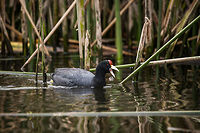 Andean Coot, La Cocha, Colombia Within Colombia, only found in the far south between 2000m and 3500m. The colors on the bill and shield (red part) are highly variable, there's lots of combinations of red, yellow and white. Yellow variety adult (and young) found on the same lake:<br />
https://www.jungledragon.com/image/76225/andean_coot_-_adult_feeding_youngster_la_cocha_colombia.html<br />
It can be confused with the smaller American Coot. Main way to tell them apart is that the Andean Coot does not have a ring on the bill. Here's an example of an American Coot showing the ring:<br />
<br />
https://www.jungledragon.com/image/44380/a_little_limbo.html Andean coot,Colombia,Colombia 2018,Colombia South,Fulica ardesiaca,La Cocha,South America