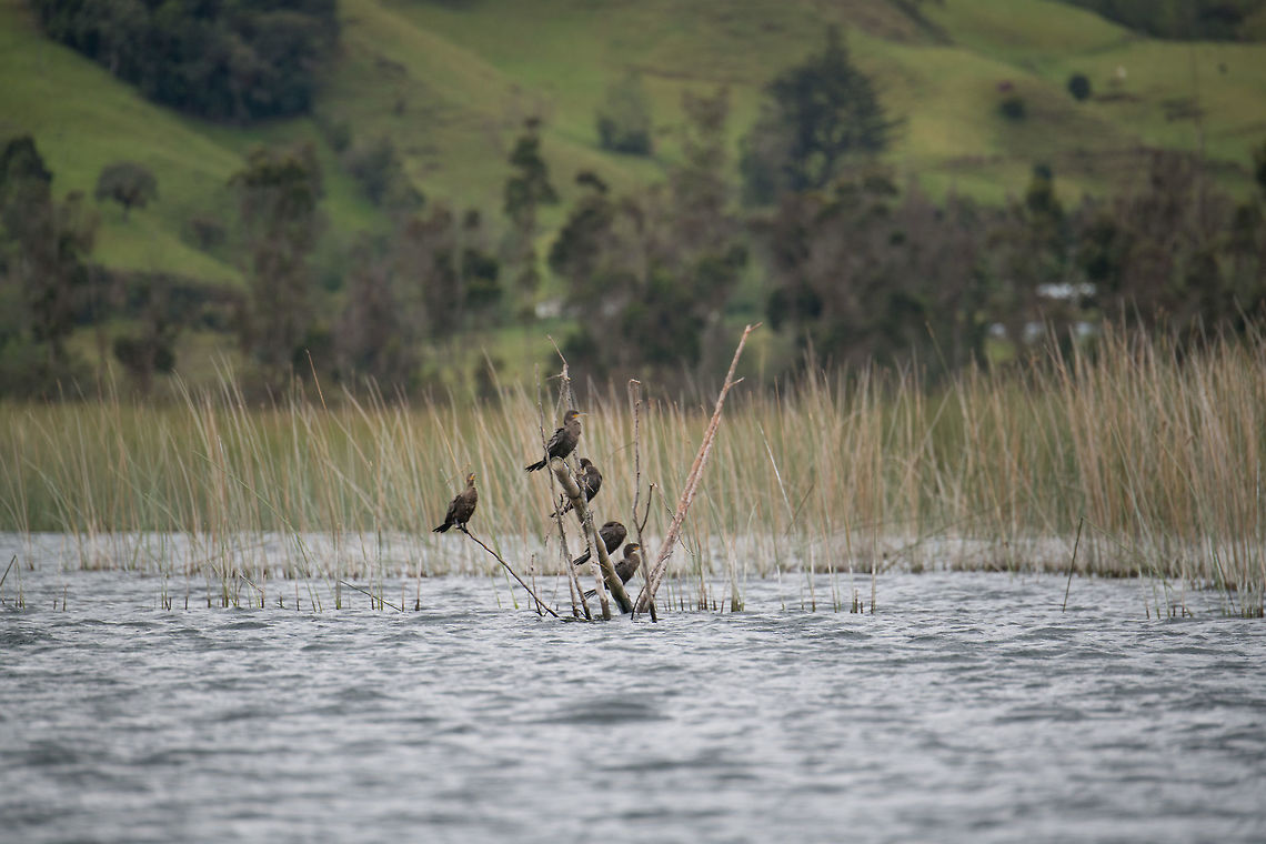 Neotropic cormorant, La Cocha, Colombia Highly common across Colombia where they occur pretty much anywhere below 3400m. Here we are at about 3000m. Colombia,Colombia 2018,Colombia South,Fall,Geotagged,La Cocha,Neotropic cormorant,Phalacrocorax brasilianus,South America