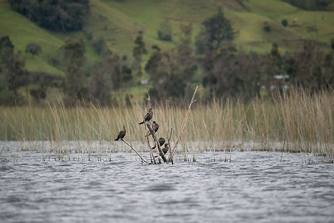 Neotropic cormorant, La Cocha, Colombia Highly common across Colombia where they occur pretty much anywhere below 3400m. Here we are at about 3000m. Colombia,Colombia 2018,Colombia South,Fall,Geotagged,La Cocha,Neotropic cormorant,Phalacrocorax brasilianus,South America