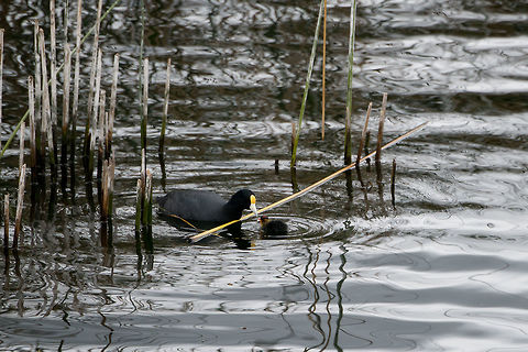 Andean Coot - adult feeding youngster, La Cocha, Colombia A yellow variety adult of the Andean Coot. I imagined this being the adult handing over some giant nest building material as a way to say: time to earn your keep! In reality, it's an optical illusion. Zoom in closer and you'll see the adult feeding fish to the the fluffy youngster. Here's a red variety adult:
https://www.jungledragon.com/image/76222/andean_coot_la_cocha_colombia.html
Closeup of youngster:

https://www.jungledragon.com/image/76229/andean_coot_-_youngster_la_cocha_colombia.html Andean coot,Colombia,Colombia 2018,Colombia South,Fall,Fulica ardesiaca,Geotagged,La Cocha,South America