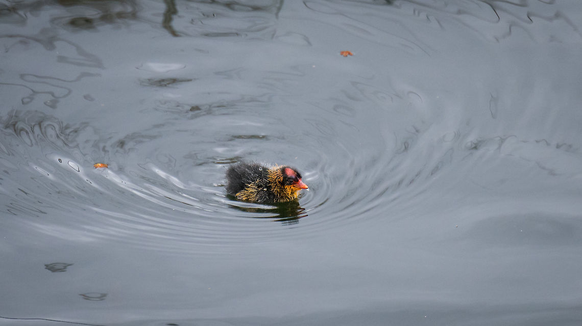 Andean Coot - youngster, La Cocha, Colombia Together with adult:<br />
<figure class="photo"><a href="https://www.jungledragon.com/image/76225/andean_coot_-_adult_feeding_youngster_la_cocha_colombia.html" title="Andean Coot - adult feeding youngster, La Cocha, Colombia"><img src="https://s3.amazonaws.com/media.jungledragon.com/images/2/76225_thumb.jpg?AWSAccessKeyId=05GMT0V3GWVNE7GGM1R2&Expires=1770854410&Signature=GjkS3lj6R0%2F%2FFXoiOfDSG7cP%2FhA%3D" width="200" height="134" alt="Andean Coot - adult feeding youngster, La Cocha, Colombia A yellow variety adult of the Andean Coot. I imagined this being the adult handing over some giant nest building material as a way to say: time to earn your keep! In reality, it's an optical illusion. Zoom in closer and you'll see the adult feeding fish to the the fluffy youngster. Here's a red variety adult:<br />
https://www.jungledragon.com/image/76222/andean_coot_la_cocha_colombia.html<br />
Closeup of youngster:<br />
<br />
https://www.jungledragon.com/image/76229/andean_coot_-_youngster_la_cocha_colombia.html Andean coot,Colombia,Colombia 2018,Colombia South,Fall,Fulica ardesiaca,Geotagged,La Cocha,South America" /></a></figure> Andean coot,Colombia,Colombia 2018,Colombia South,Fall,Fulica ardesiaca,Geotagged,La Cocha,South America