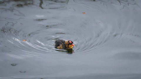Andean Coot - youngster, La Cocha, Colombia Together with adult:
https://www.jungledragon.com/image/76225/andean_coot_-_adult_feeding_youngster_la_cocha_colombia.html Andean coot,Colombia,Colombia 2018,Colombia South,Fall,Fulica ardesiaca,Geotagged,La Cocha,South America