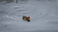 Andean Coot - youngster, La Cocha, Colombia Together with adult:<br />
https://www.jungledragon.com/image/76225/andean_coot_-_adult_feeding_youngster_la_cocha_colombia.html Andean coot,Colombia,Colombia 2018,Colombia South,Fall,Fulica ardesiaca,Geotagged,La Cocha,South America