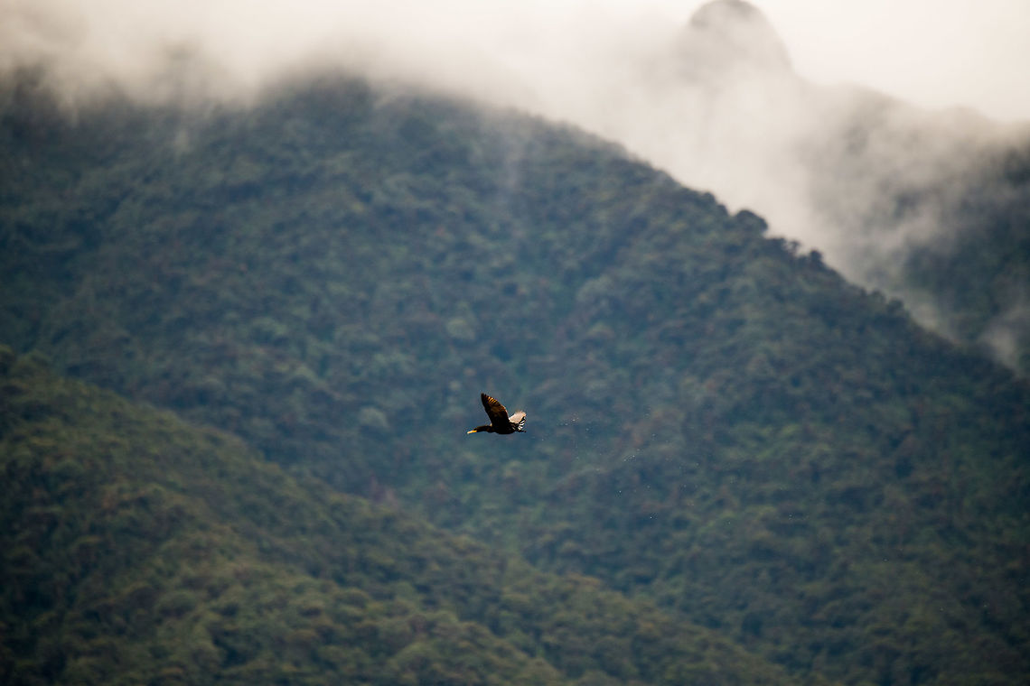 Neotropic cormorant - in flight, La Cocha, Colombia A sole Neotropic cormorant flying over the La Cocha Lagoon. In the background the steep ridges of this valley and lots of mist rising as the the sun heats up the mountains slightly, to about 10C.  Colombia,Colombia 2018,Colombia South,Fall,Geotagged,La Cocha,Neotropic cormorant,Phalacrocorax brasilianus,South America