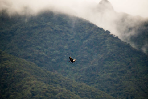 Neotropic cormorant - in flight, La Cocha, Colombia A sole Neotropic cormorant flying over the La Cocha Lagoon. In the background the steep ridges of this valley and lots of mist rising as the the sun heats up the mountains slightly, to about 10C.  Colombia,Colombia 2018,Colombia South,Fall,Geotagged,La Cocha,Neotropic cormorant,Phalacrocorax brasilianus,South America