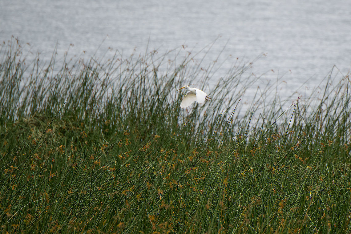 Cattle Egret - building nest, La Cocha, Colombia This Cattle egret picked an excellent location for building a nest, a wide stroke of shore along the La Cocha Lagoon with tall grass. This side of the lagoon is unreachable for people, it can only be approached by air. Bubulcus ibis,Cattle egret,Colombia,Colombia 2018,Colombia South,Fall,Geotagged,La Cocha,South America
