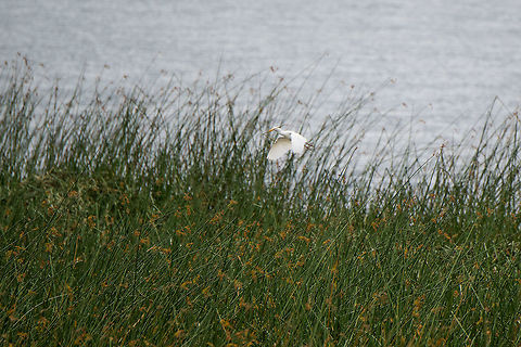 Cattle Egret - building nest, La Cocha, Colombia This Cattle egret picked an excellent location for building a nest, a wide stroke of shore along the La Cocha Lagoon with tall grass. This side of the lagoon is unreachable for people, it can only be approached by air. Bubulcus ibis,Cattle egret,Colombia,Colombia 2018,Colombia South,Fall,Geotagged,La Cocha,South America