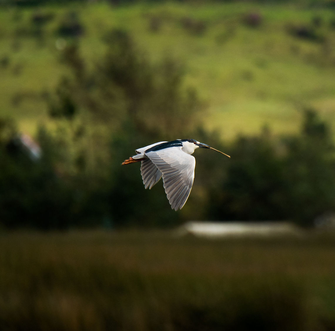 Black-crowned night heron, La Cocha, Colombia Flying over La Cocha Lagoon with material for a nest. Taken from a bird observation tower that is in the lake itself. Black-crowned night heron,Colombia,Colombia 2018,Colombia South,Fall,Geotagged,La Cocha,Nycticorax nycticorax,South America