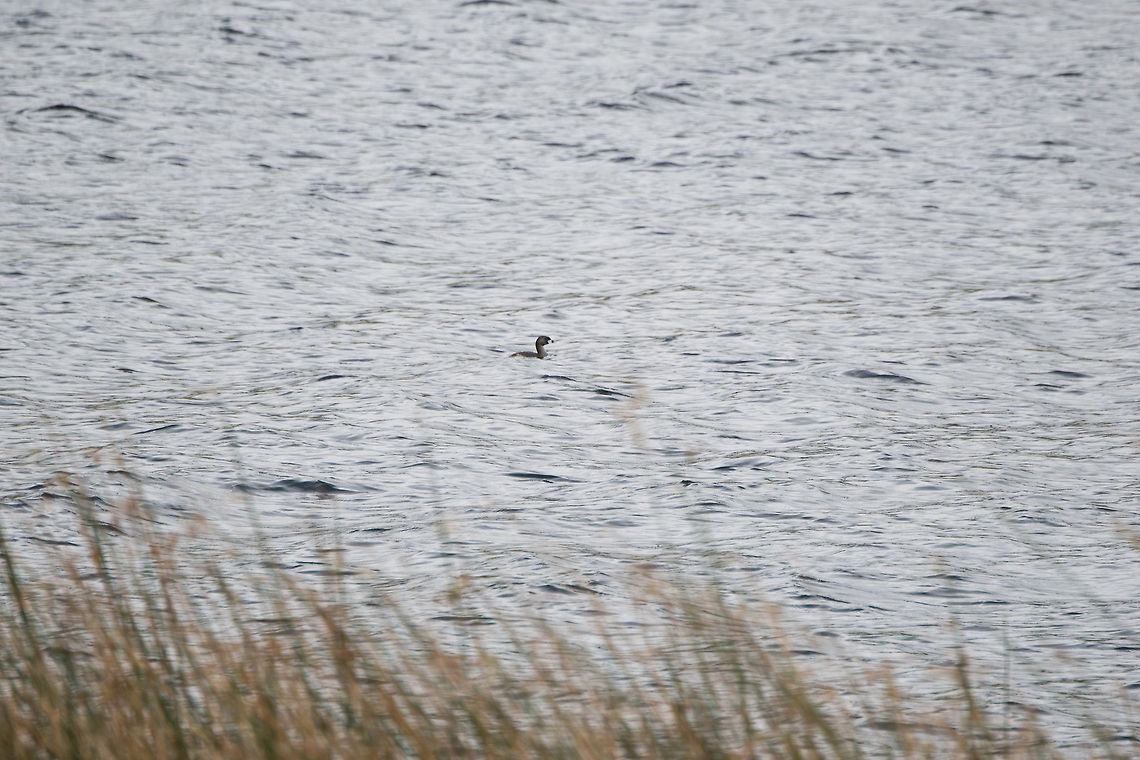 Pied-billed grebe, La Cocha, Colombia Very remote observation of a Pied-billed grebe swimming in the La Cocha Lagoon, Colombia. Colombia,Colombia 2018,Colombia South,Fall,Geotagged,La Cocha,Pied-billed grebe,Podilymbus podiceps,South America