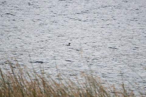 Pied-billed grebe, La Cocha, Colombia Very remote observation of a Pied-billed grebe swimming in the La Cocha Lagoon, Colombia. Colombia,Colombia 2018,Colombia South,Fall,Geotagged,La Cocha,Pied-billed grebe,Podilymbus podiceps,South America