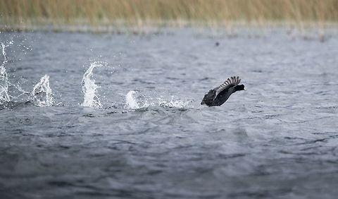 Andean Coot heavy landing, La Cocha, Colombia Andean coots don't seem to go for a smooth landing, instead they approach at speed and then bounce on the water like a rock, whilst flapping to slow down.  Andean coot,Colombia,Colombia 2018,Colombia South,Fulica ardesiaca,La Cocha,South America