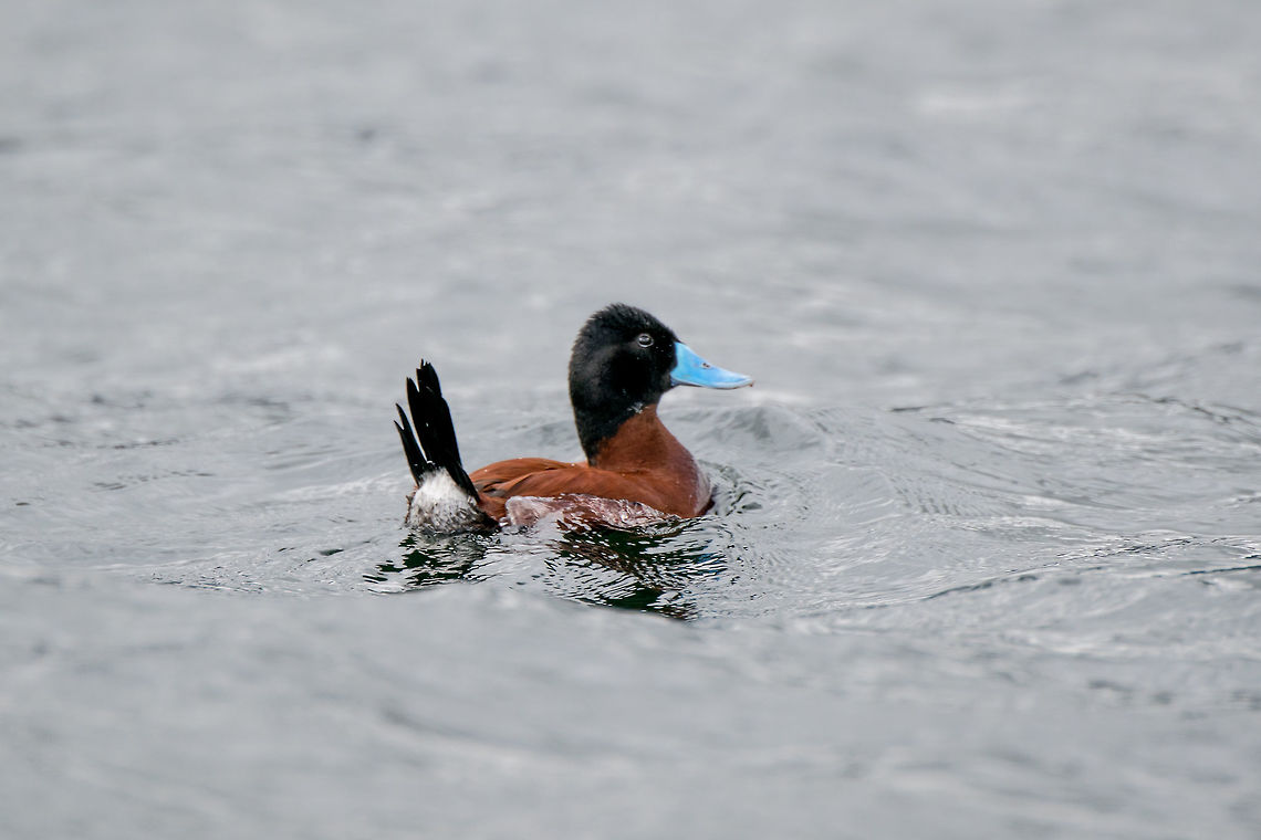 Andean Ruddy Duck (spp rubida) male, La Cocha, Colombia The unmistakable male of this species, characterized by its bright blue bill and warm brown feathers. Note the stiff tail, "stiff-tails" is the common name for ducks in this genus. Female and young:<br />
<figure class="photo"><a href="https://www.jungledragon.com/image/76218/andean_ruddy_duck_spp_rubida_female_la_cocha_colombia.html" title="Andean Ruddy Duck (spp rubida) female, La Cocha, Colombia"><img src="https://s3.amazonaws.com/media.jungledragon.com/images/2/76218_thumb.jpg?AWSAccessKeyId=05GMT0V3GWVNE7GGM1R2&Expires=1770854410&Signature=XBWS0YeJBfIhcmeyXxFif0qlZhE%3D" width="200" height="134" alt="Andean Ruddy Duck (spp rubida) female, La Cocha, Colombia Taken whilst starting our boat trip on the La Cocha Lagoon. This is the female of the species (the male is highly distinctive because of its bright blue bill) as indicated by the brown feathers and white stripe in the neck. Another characteristic typical for the genus is the stiff tail.<br />
<br />
I've created a subspecies in this case as the North American counterpart (Oxyura jamaicensis jamaicensis) is distinct in range. Some still consider the subspecies on this photo (spp. rubida) to be a separate species: Andean duck (Oxyura ferruginea).<br />
https://www.jungledragon.com/image/76220/andean_ruddy_duck_spp_rubida_youngster_la_cocha_colombia.html<br />
https://www.jungledragon.com/image/76238/andean_ruddy_duck_spp_rubida_male_la_cocha_colombia.html Colombia,Colombia 2018,Colombia South,La Cocha,Oxyura jamaicensis rubida,South America" /></a></figure><br />
This concludes our 1.5 day visit to La Cocha. To sum it up:<br />
- Some "value" birds (meaning not a lot of them but those you do find are great)<br />
- Our first ever visit to the P&aacute;ramo eco system, a world in its own<br />
- A great place for orchids, again not in great numbers, but beautiful nevertheless<br />
- Cold, misty conditions, challenging for photography<br />
<br />
Regrets: not spending an extra day capturing the amazing P&aacute;ramo plants, fungi/lichens.<br />
<br />
In the afternoon, we descended from this altitude downwards to the town of Pasto, to stay for the night. Next in the set will be La Planada Nature Reserve, a high altitude jungle.  Colombia,Colombia 2018,Colombia South,Fall,Geotagged,La Cocha,Oxyura jamaicensis rubida,P&aacute;ramo,South America