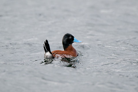 Andean Ruddy Duck (spp rubida) male, La Cocha, Colombia The unmistakable male of this species, characterized by its bright blue bill and warm brown feathers. Note the stiff tail, "stiff-tails" is the common name for ducks in this genus. Female and young:
https://www.jungledragon.com/image/76218/andean_ruddy_duck_spp_rubida_female_la_cocha_colombia.html
This concludes our 1.5 day visit to La Cocha. To sum it up:
- Some "value" birds (meaning not a lot of them but those you do find are great)
- Our first ever visit to the Páramo eco system, a world in its own
- A great place for orchids, again not in great numbers, but beautiful nevertheless
- Cold, misty conditions, challenging for photography

Regrets: not spending an extra day capturing the amazing Páramo plants, fungi/lichens.

In the afternoon, we descended from this altitude downwards to the town of Pasto, to stay for the night. Next in the set will be La Planada Nature Reserve, a high altitude jungle.  Colombia,Colombia 2018,Colombia South,Fall,Geotagged,La Cocha,Oxyura jamaicensis rubida,Páramo,South America