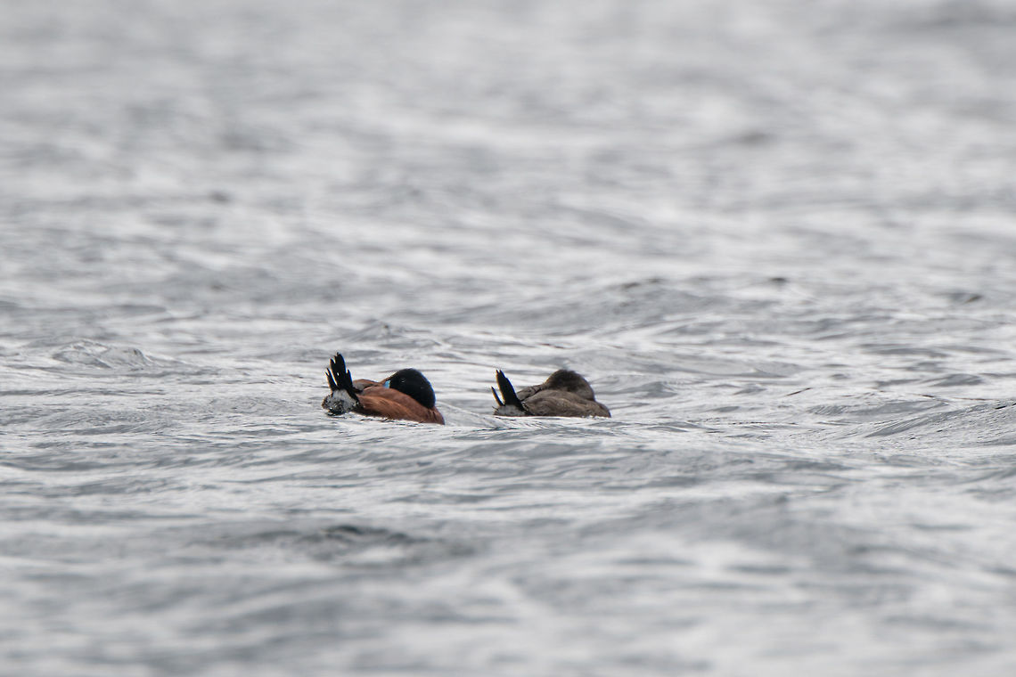 Andean Ruddy Duck (spp rubida) couple, La Cocha, Colombia Male (left) and female (right) of this species found in the middle of the lake.  Colombia,Colombia 2018,Colombia South,Fall,Geotagged,La Cocha,Oxyura jamaicensis rubida,South America
