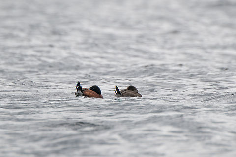 Andean Ruddy Duck (spp rubida) couple, La Cocha, Colombia Male (left) and female (right) of this species found in the middle of the lake.  Colombia,Colombia 2018,Colombia South,Fall,Geotagged,La Cocha,Oxyura jamaicensis rubida,South America