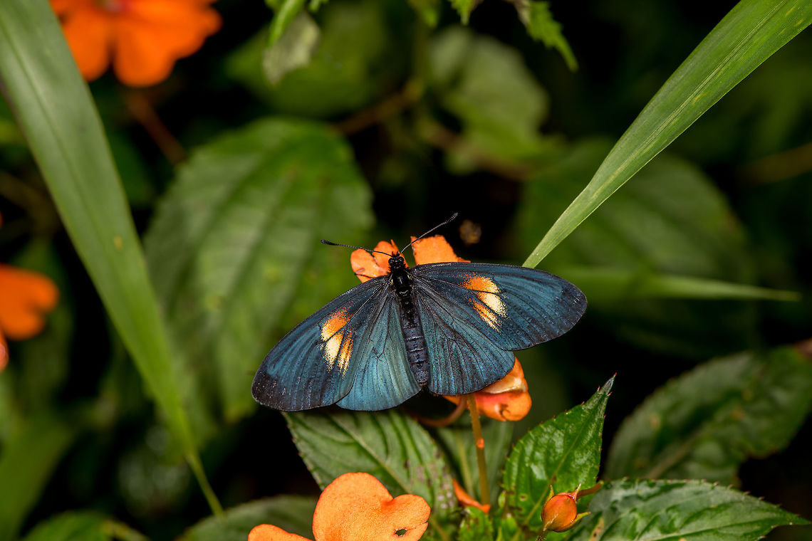 Altinote ozomene, La Planada Nature Reserve, Colomia Opening a new day and location. We left our overnight stay at Pasto for a 4 hour drive towards La Planada Nature Reserve. To reach this reserve, we needed to swap to a more powerful car, to be able to pull us up on a pretty steep and very bumpy 6km entry road. There, it took a long time before we were assigned a room, but that room turned out to be a little private wooden lodge, our favorite type of accomodation.<br />
<br />
After several days of roadside birding, lots of transfers and a visit to La Cocha and the P&aacute;ramo, I was eager to get back to the jungle, it feels like coming home, or our second home. Yet this is no ordinary jungle, it is a cool one. It's situated between 1,200 and 2,100m. That's the full altitude range but most of the accessible parts of the reserve are at about 1700m. <br />
<br />
The average temperature is 19C, but the average does not mean that much as the swings downwards and upwards are huge. It would not be an exaggeration to call it a rainy place. Colombia by most lists is known at the country with the most rainfall per year (at about 3,200mm). Add 50% more rain to that to come to the 4,800mm of rain that falls in La Planada Nature Reserve.<br />
<br />
Our stay here would not be very long: this late afternoon, the night, a full day, and then a morning. This first observation was in the garden of our private lodge. I love having some vegetation around the accomodation to do some macro in between tours. <br />
<figure class="photo"><a href="https://www.jungledragon.com/image/76258/altinote_ozomene_-_habitat_la_planada_nature_reserve_colomia.html" title="Altinote ozomene - habitat, La Planada Nature Reserve, Colomia"><img src="https://s3.amazonaws.com/media.jungledragon.com/images/2/76258_thumb.jpg?AWSAccessKeyId=05GMT0V3GWVNE7GGM1R2&Expires=1770854410&Signature=cYcy8Zax7WL99C49pKcQ5xnwbcs%3D" width="200" height="200" alt="Altinote ozomene - habitat, La Planada Nature Reserve, Colomia Opening a new day and location. We left our overnight stay at Pasto for a 4 hour drive towards La Planada Nature Reserve. To reach this reserve, we needed to swap to a more powerful car, to be able to pull us up on a pretty steep and very bumpy 6km entry road. There, it took a long time before we were assigned a room, but that room turned out to be a little private wooden lodge, our favorite type of accomodation.<br />
<br />
After several days of roadside birding, lots of transfers and a visit to La Cocha and the P&aacute;ramo, I was eager to get back to the jungle, it feels like coming home, or our second home. Yet this is no ordinary jungle, it is a cool one. It's situated between 1,200 and 2,100m. That's the full altitude range but most of the accessible parts of the reserve are at about 1700m. <br />
<br />
The average temperature is 19C, but the average does not mean that much as the swings downwards and upwards are huge. It would not be an exaggeration to call it a rainy place. Colombia by most lists is known at the country with the most rainfall per year (at about 3,200mm). Add 50% more rain to that to come to the 4,800mm of rain that falls in La Planada Nature Reserve.<br />
<br />
Our stay here would not be very long: this late afternoon, the night, a full day, and then a morning. This first observation was in the garden of our private lodge. I love having some vegetation around the accomodation to do some macro in between tours. <br />
https://www.jungledragon.com/image/76258/altinote_ozomene_-_habitat_la_planada_nature_reserve_colomia.html<br />
https://www.jungledragon.com/image/76257/altinote_ozomene_-_macro_la_planada_nature_reserve_colomia.html Altinote ozomene,Colombia,Colombia 2018,Colombia South,La Planada Nature Reserve,Lamplight Actinote,South America" /></a></figure><br />
<figure class="photo"><a href="https://www.jungledragon.com/image/76257/altinote_ozomene_-_macro_la_planada_nature_reserve_colomia.html" title="Altinote ozomene - macro, La Planada Nature Reserve, Colomia"><img src="https://s3.amazonaws.com/media.jungledragon.com/images/2/76257_thumb.jpg?AWSAccessKeyId=05GMT0V3GWVNE7GGM1R2&Expires=1770854410&Signature=IUCjWBd2jS19G9cPHqpTs8nCR1o%3D" width="200" height="144" alt="Altinote ozomene - macro, La Planada Nature Reserve, Colomia Opening a new day and location. We left our overnight stay at Pasto for a 4 hour drive towards La Planada Nature Reserve. To reach this reserve, we needed to swap to a more powerful car, to be able to pull us up on a pretty steep and very bumpy 6km entry road. There, it took a long time before we were assigned a room, but that room turned out to be a little private wooden lodge, our favorite type of accomodation.<br />
<br />
After several days of roadside birding, lots of transfers and a visit to La Cocha and the P&aacute;ramo, I was eager to get back to the jungle, it feels like coming home, or our second home. Yet this is no ordinary jungle, it is a cool one. It's situated between 1,200 and 2,100m. That's the full altitude range but most of the accessible parts of the reserve are at about 1700m. <br />
<br />
The average temperature is 19C, but the average does not mean that much as the swings downwards and upwards are huge. It would not be an exaggeration to call it a rainy place. Colombia by most lists is known at the country with the most rainfall per year (at about 3,200mm). Add 50% more rain to that to come to the 4,800mm of rain that falls in La Planada Nature Reserve.<br />
<br />
Our stay here would not be very long: this late afternoon, the night, a full day, and then a morning. This first observation was in the garden of our private lodge. I love having some vegetation around the accomodation to do some macro in between tours. <br />
https://www.jungledragon.com/image/76258/altinote_ozomene_-_habitat_la_planada_nature_reserve_colomia.html<br />
https://www.jungledragon.com/image/76256/altinote_ozomene_la_planada_nature_reserve_colomia.html Altinote ozomene,Colombia,Colombia 2018,Colombia South,La Planada Nature Reserve,Lamplight Actinote,South America" /></a></figure> Altinote ozomene,Colombia,Colombia 2018,Colombia South,La Planada Nature Reserve,Lamplight Actinote,South America