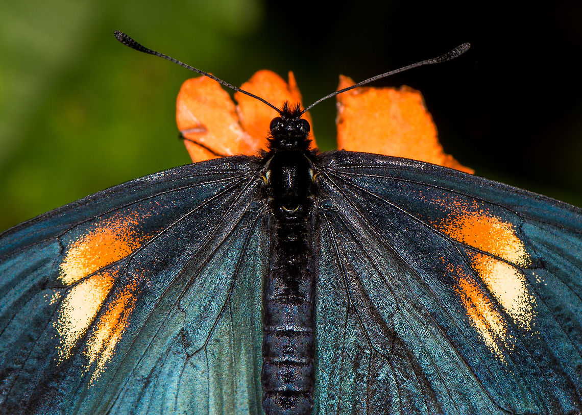 Altinote ozomene - macro, La Planada Nature Reserve, Colomia Opening a new day and location. We left our overnight stay at Pasto for a 4 hour drive towards La Planada Nature Reserve. To reach this reserve, we needed to swap to a more powerful car, to be able to pull us up on a pretty steep and very bumpy 6km entry road. There, it took a long time before we were assigned a room, but that room turned out to be a little private wooden lodge, our favorite type of accomodation.<br />
<br />
After several days of roadside birding, lots of transfers and a visit to La Cocha and the P&aacute;ramo, I was eager to get back to the jungle, it feels like coming home, or our second home. Yet this is no ordinary jungle, it is a cool one. It's situated between 1,200 and 2,100m. That's the full altitude range but most of the accessible parts of the reserve are at about 1700m. <br />
<br />
The average temperature is 19C, but the average does not mean that much as the swings downwards and upwards are huge. It would not be an exaggeration to call it a rainy place. Colombia by most lists is known at the country with the most rainfall per year (at about 3,200mm). Add 50% more rain to that to come to the 4,800mm of rain that falls in La Planada Nature Reserve.<br />
<br />
Our stay here would not be very long: this late afternoon, the night, a full day, and then a morning. This first observation was in the garden of our private lodge. I love having some vegetation around the accomodation to do some macro in between tours. <br />
<figure class="photo"><a href="https://www.jungledragon.com/image/76258/altinote_ozomene_-_habitat_la_planada_nature_reserve_colomia.html" title="Altinote ozomene - habitat, La Planada Nature Reserve, Colomia"><img src="https://s3.amazonaws.com/media.jungledragon.com/images/2/76258_thumb.jpg?AWSAccessKeyId=05GMT0V3GWVNE7GGM1R2&Expires=1770854410&Signature=cYcy8Zax7WL99C49pKcQ5xnwbcs%3D" width="200" height="200" alt="Altinote ozomene - habitat, La Planada Nature Reserve, Colomia Opening a new day and location. We left our overnight stay at Pasto for a 4 hour drive towards La Planada Nature Reserve. To reach this reserve, we needed to swap to a more powerful car, to be able to pull us up on a pretty steep and very bumpy 6km entry road. There, it took a long time before we were assigned a room, but that room turned out to be a little private wooden lodge, our favorite type of accomodation.<br />
<br />
After several days of roadside birding, lots of transfers and a visit to La Cocha and the P&aacute;ramo, I was eager to get back to the jungle, it feels like coming home, or our second home. Yet this is no ordinary jungle, it is a cool one. It's situated between 1,200 and 2,100m. That's the full altitude range but most of the accessible parts of the reserve are at about 1700m. <br />
<br />
The average temperature is 19C, but the average does not mean that much as the swings downwards and upwards are huge. It would not be an exaggeration to call it a rainy place. Colombia by most lists is known at the country with the most rainfall per year (at about 3,200mm). Add 50% more rain to that to come to the 4,800mm of rain that falls in La Planada Nature Reserve.<br />
<br />
Our stay here would not be very long: this late afternoon, the night, a full day, and then a morning. This first observation was in the garden of our private lodge. I love having some vegetation around the accomodation to do some macro in between tours. <br />
https://www.jungledragon.com/image/76258/altinote_ozomene_-_habitat_la_planada_nature_reserve_colomia.html<br />
https://www.jungledragon.com/image/76257/altinote_ozomene_-_macro_la_planada_nature_reserve_colomia.html Altinote ozomene,Colombia,Colombia 2018,Colombia South,La Planada Nature Reserve,Lamplight Actinote,South America" /></a></figure><br />
<figure class="photo"><a href="https://www.jungledragon.com/image/76256/altinote_ozomene_la_planada_nature_reserve_colomia.html" title="Altinote ozomene, La Planada Nature Reserve, Colomia"><img src="https://s3.amazonaws.com/media.jungledragon.com/images/2/76256_thumb.jpg?AWSAccessKeyId=05GMT0V3GWVNE7GGM1R2&Expires=1770854410&Signature=xZLx3Z80IeXzxt%2BhbGkdiYE%2FI9w%3D" width="200" height="134" alt="Altinote ozomene, La Planada Nature Reserve, Colomia Opening a new day and location. We left our overnight stay at Pasto for a 4 hour drive towards La Planada Nature Reserve. To reach this reserve, we needed to swap to a more powerful car, to be able to pull us up on a pretty steep and very bumpy 6km entry road. There, it took a long time before we were assigned a room, but that room turned out to be a little private wooden lodge, our favorite type of accomodation.<br />
<br />
After several days of roadside birding, lots of transfers and a visit to La Cocha and the P&aacute;ramo, I was eager to get back to the jungle, it feels like coming home, or our second home. Yet this is no ordinary jungle, it is a cool one. It's situated between 1,200 and 2,100m. That's the full altitude range but most of the accessible parts of the reserve are at about 1700m. <br />
<br />
The average temperature is 19C, but the average does not mean that much as the swings downwards and upwards are huge. It would not be an exaggeration to call it a rainy place. Colombia by most lists is known at the country with the most rainfall per year (at about 3,200mm). Add 50% more rain to that to come to the 4,800mm of rain that falls in La Planada Nature Reserve.<br />
<br />
Our stay here would not be very long: this late afternoon, the night, a full day, and then a morning. This first observation was in the garden of our private lodge. I love having some vegetation around the accomodation to do some macro in between tours. <br />
https://www.jungledragon.com/image/76258/altinote_ozomene_-_habitat_la_planada_nature_reserve_colomia.html<br />
https://www.jungledragon.com/image/76257/altinote_ozomene_-_macro_la_planada_nature_reserve_colomia.html Altinote ozomene,Colombia,Colombia 2018,Colombia South,La Planada Nature Reserve,Lamplight Actinote,South America" /></a></figure> Altinote ozomene,Colombia,Colombia 2018,Colombia South,La Planada Nature Reserve,Lamplight Actinote,South America