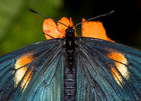 Altinote ozomene - macro, La Planada Nature Reserve, Colomia Opening a new day and location. We left our overnight stay at Pasto for a 4 hour drive towards La Planada Nature Reserve. To reach this reserve, we needed to swap to a more powerful car, to be able to pull us up on a pretty steep and very bumpy 6km entry road. There, it took a long time before we were assigned a room, but that room turned out to be a little private wooden lodge, our favorite type of accomodation.<br />
<br />
After several days of roadside birding, lots of transfers and a visit to La Cocha and the P&aacute;ramo, I was eager to get back to the jungle, it feels like coming home, or our second home. Yet this is no ordinary jungle, it is a cool one. It's situated between 1,200 and 2,100m. That's the full altitude range but most of the accessible parts of the reserve are at about 1700m. <br />
<br />
The average temperature is 19C, but the average does not mean that much as the swings downwards and upwards are huge. It would not be an exaggeration to call it a rainy place. Colombia by most lists is known at the country with the most rainfall per year (at about 3,200mm). Add 50% more rain to that to come to the 4,800mm of rain that falls in La Planada Nature Reserve.<br />
<br />
Our stay here would not be very long: this late afternoon, the night, a full day, and then a morning. This first observation was in the garden of our private lodge. I love having some vegetation around the accomodation to do some macro in between tours. <br />
https://www.jungledragon.com/image/76258/altinote_ozomene_-_habitat_la_planada_nature_reserve_colomia.html<br />
https://www.jungledragon.com/image/76256/altinote_ozomene_la_planada_nature_reserve_colomia.html Altinote ozomene,Colombia,Colombia 2018,Colombia South,La Planada Nature Reserve,Lamplight Actinote,South America