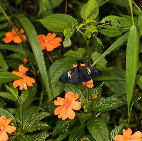 Altinote ozomene - habitat, La Planada Nature Reserve, Colomia Opening a new day and location. We left our overnight stay at Pasto for a 4 hour drive towards La Planada Nature Reserve. To reach this reserve, we needed to swap to a more powerful car, to be able to pull us up on a pretty steep and very bumpy 6km entry road. There, it took a long time before we were assigned a room, but that room turned out to be a little private wooden lodge, our favorite type of accomodation.

After several days of roadside birding, lots of transfers and a visit to La Cocha and the P&aacute;ramo, I was eager to get back to the jungle, it feels like coming home, or our second home. Yet this is no ordinary jungle, it is a cool one. It's situated between 1,200 and 2,100m. That's the full altitude range but most of the accessible parts of the reserve are at about 1700m. 

The average temperature is 19C, but the average does not mean that much as the swings downwards and upwards are huge. It would not be an exaggeration to call it a rainy place. Colombia by most lists is known at the country with the most rainfall per year (at about 3,200mm). Add 50% more rain to that to come to the 4,800mm of rain that falls in La Planada Nature Reserve.

Our stay here would not be very long: this late afternoon, the night, a full day, and then a morning. This first observation was in the garden of our private lodge. I love having some vegetation around the accomodation to do some macro in between tours. 
https://www.jungledragon.com/image/76258/altinote_ozomene_-_habitat_la_planada_nature_reserve_colomia.html
https://www.jungledragon.com/image/76257/altinote_ozomene_-_macro_la_planada_nature_reserve_colomia.html Altinote ozomene,Colombia,Colombia 2018,Colombia South,La Planada Nature Reserve,Lamplight Actinote,South America