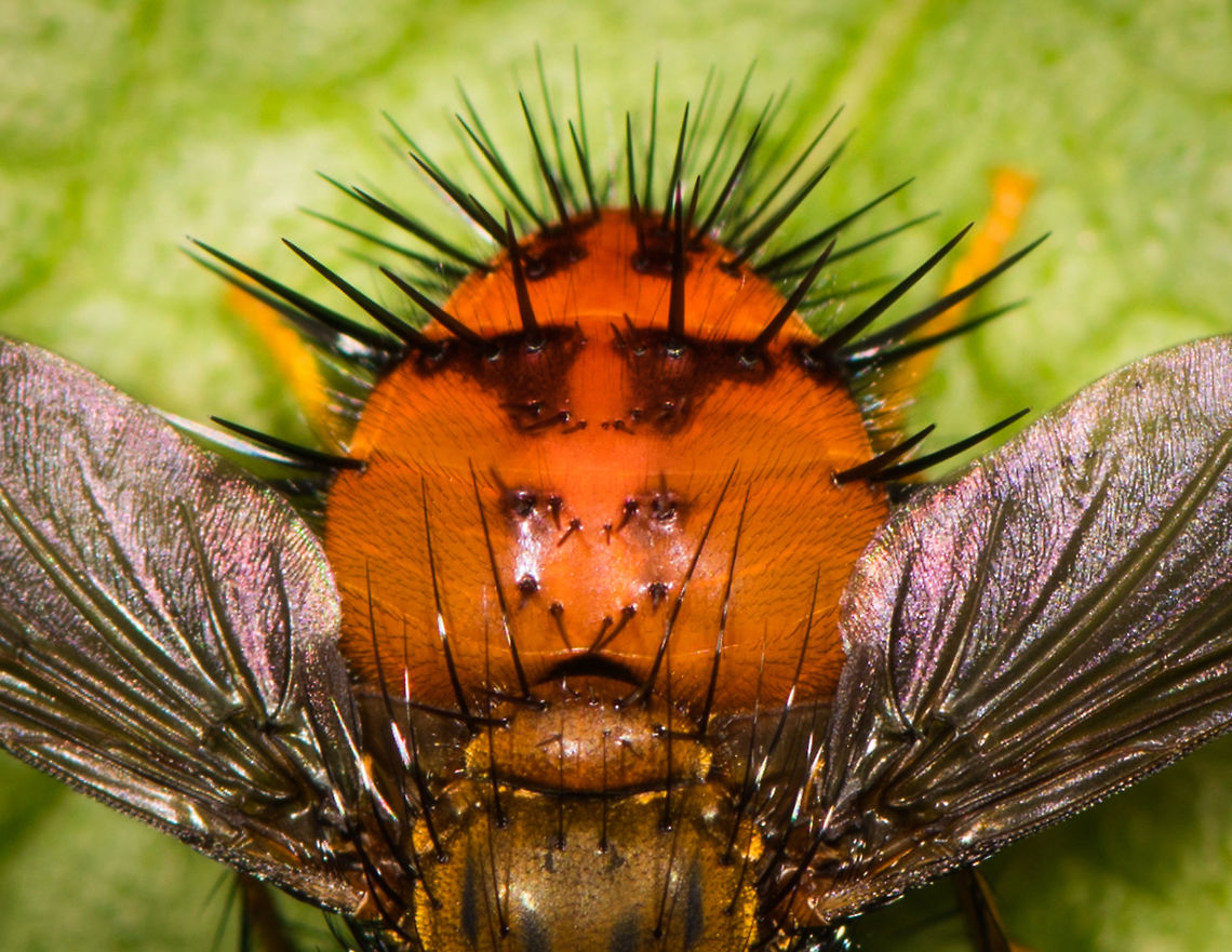 Tachinid fly - closeup, La Planada Nature Reserve, Colombia Relatively big and chubby with large orange abdomen full of heft black spikes. Hystricia sp. is my theory for now.<br />
<figure class="photo"><a href="https://www.jungledragon.com/image/76384/tachinid_fly_la_planada_nature_reserve_colombia.html" title="Tachinid fly, La Planada Nature Reserve, Colombia"><img src="https://s3.amazonaws.com/media.jungledragon.com/images/2/76384_thumb.jpg?AWSAccessKeyId=05GMT0V3GWVNE7GGM1R2&Expires=1770854410&Signature=UXA22jGczqTsnY7w3Z3AlhcgDd8%3D" width="200" height="184" alt="Tachinid fly, La Planada Nature Reserve, Colombia Relatively big and chubby with large orange abdomen full of heft black spikes. Hystricia sp. is my theory for now.<br />
https://www.jungledragon.com/image/76383/tachinid_fly_-_closeup_la_planada_nature_reserve_colombia.html Colombia,Colombia 2018,Colombia South,Fall,Geotagged,Hystricia abrupta,La Planada Nature Reserve,South America" /></a></figure> Colombia,Colombia 2018,Colombia South,Fall,Geotagged,Hystricia abrupta,La Planada Nature Reserve,South America