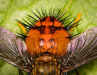 Tachinid fly - closeup, La Planada Nature Reserve, Colombia Relatively big and chubby with large orange abdomen full of heft black spikes. Hystricia sp. is my theory for now.<br />
https://www.jungledragon.com/image/76384/tachinid_fly_la_planada_nature_reserve_colombia.html Colombia,Colombia 2018,Colombia South,Fall,Geotagged,Hystricia abrupta,La Planada Nature Reserve,South America
