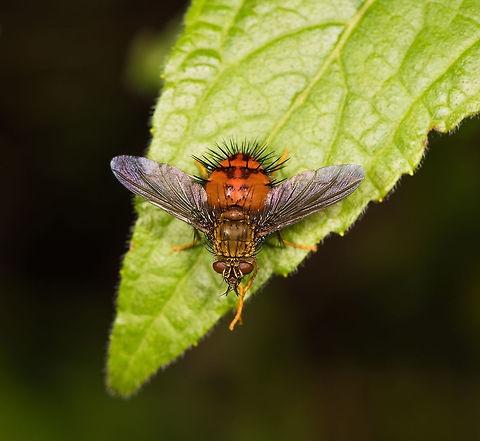 Tachinid fly, La Planada Nature Reserve, Colombia Relatively big and chubby with large orange abdomen full of heft black spikes. Hystricia sp. is my theory for now.
https://www.jungledragon.com/image/76383/tachinid_fly_-_closeup_la_planada_nature_reserve_colombia.html Colombia,Colombia 2018,Colombia South,Fall,Geotagged,Hystricia abrupta,La Planada Nature Reserve,South America