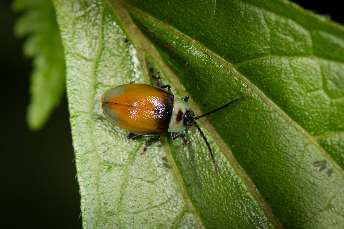Aspicela scutata, La Planada Nature Reserve, Colombia  Aspicela scutata,Colombia,Colombia 2018,Colombia South,La Planada Nature Reserve,South America